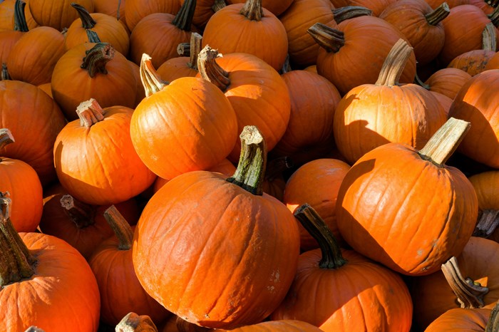 Halloween Half Term Market